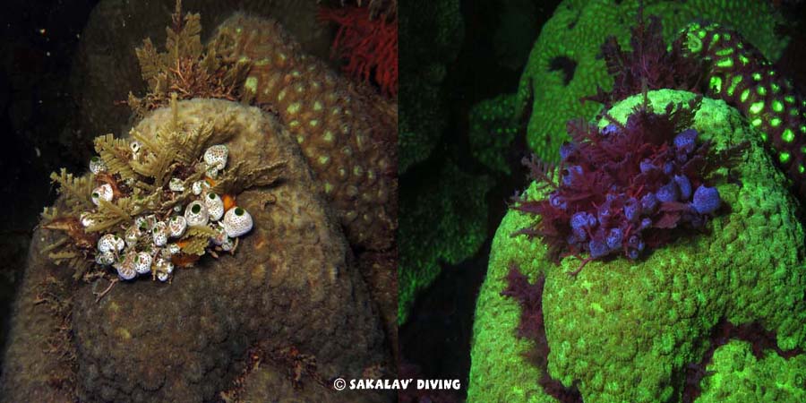 Night dive fluorescence Nosy Be Madagascar